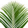 palmaareca.jpg