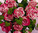 roseblup6_s.jpg