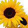 sunflowerincagold.jpg