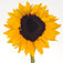 sunflowersunbright.jpg